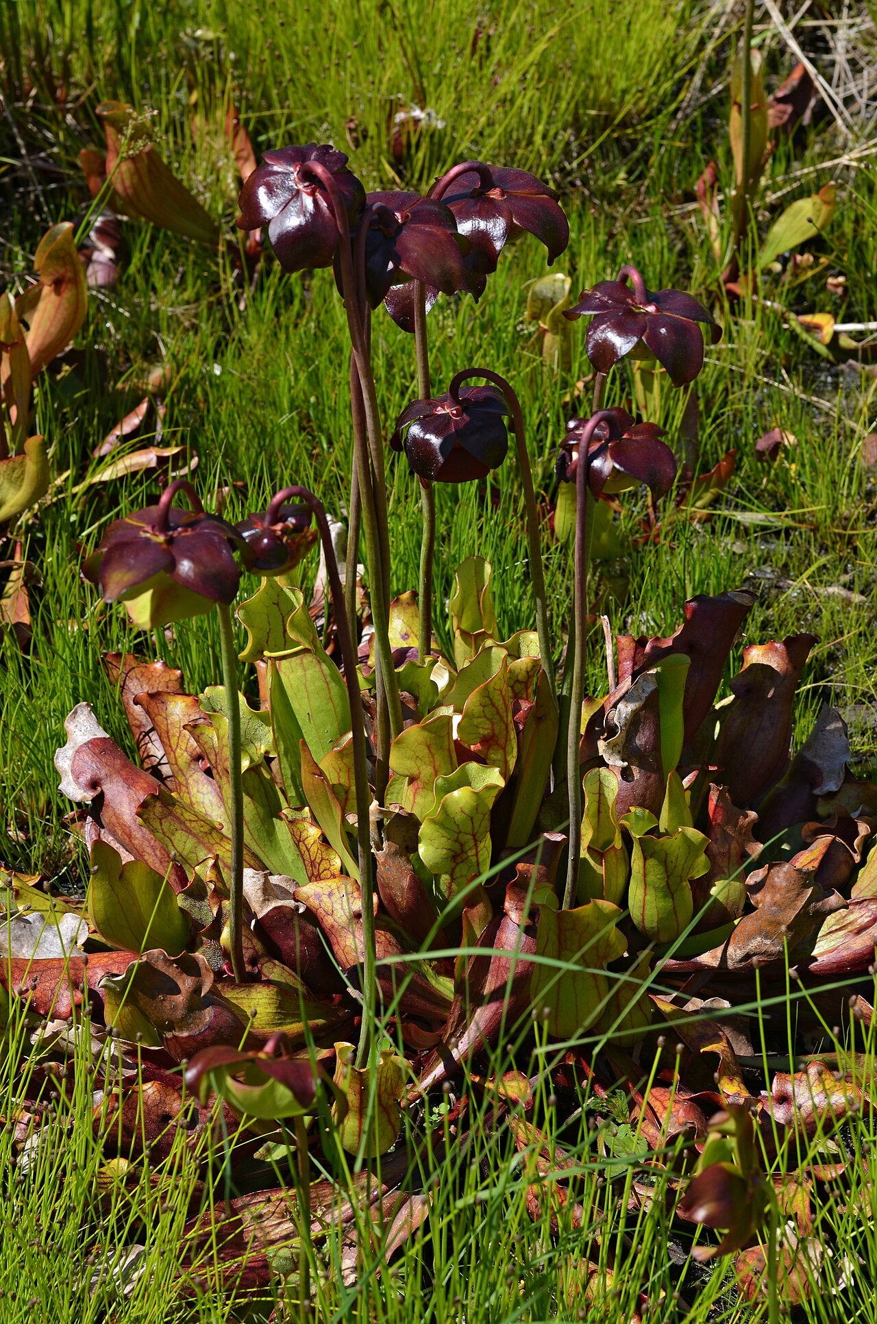 Sarracenia purpurea subsp. venosa