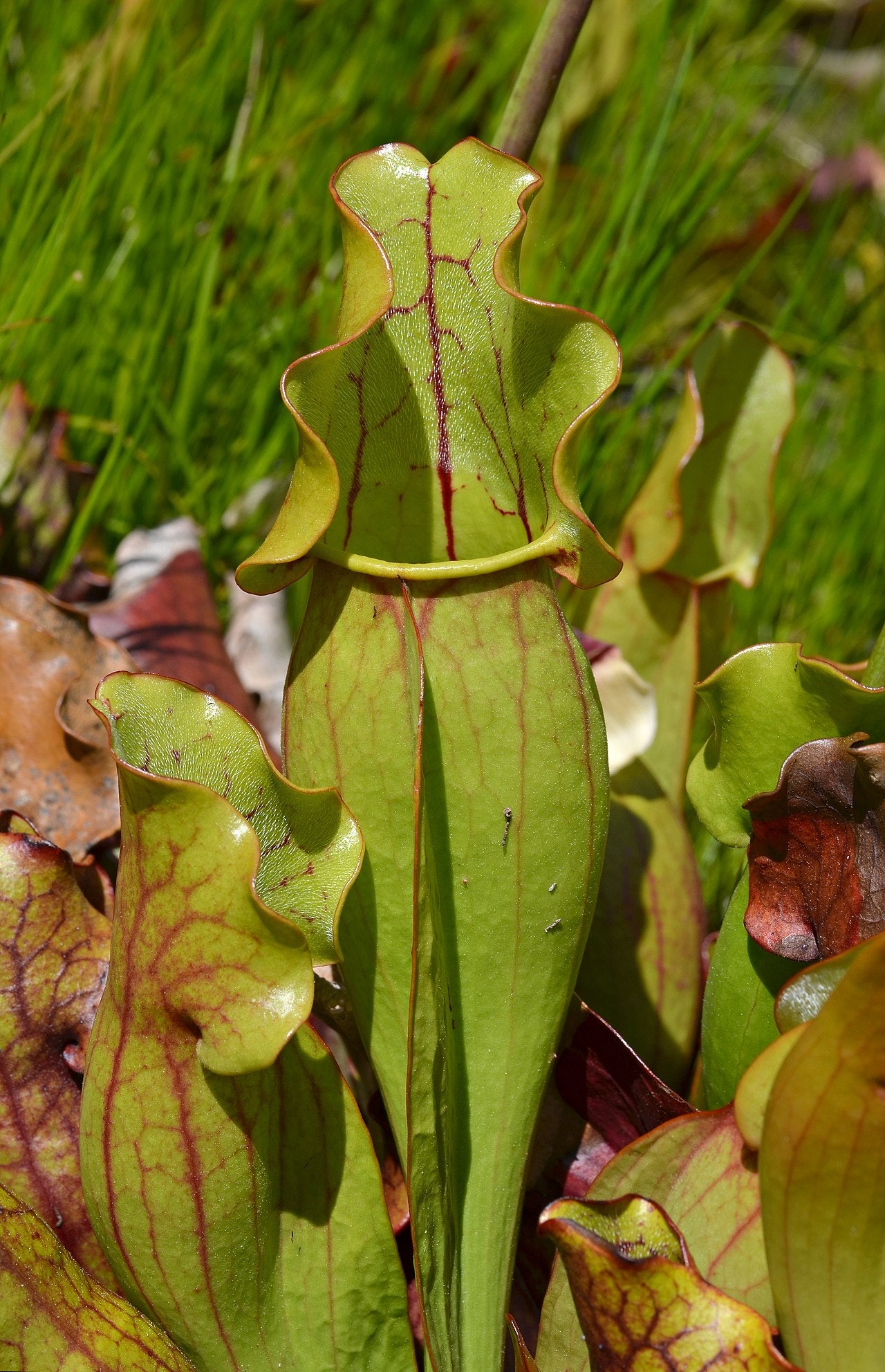 Sarracenia purpurea subsp. venosa