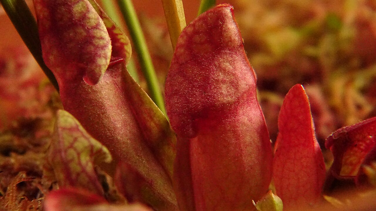 Sarracenia purpurea subsp. venosa
