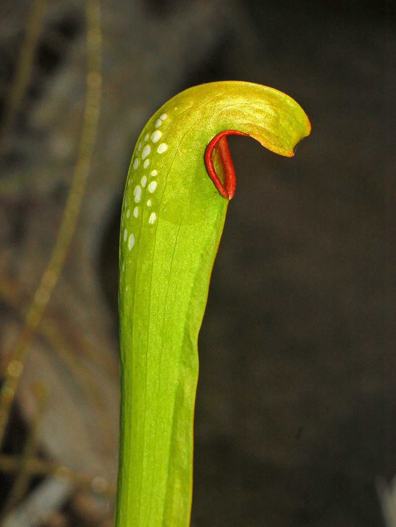 Sarracenia minor (Hooded Pitcher)