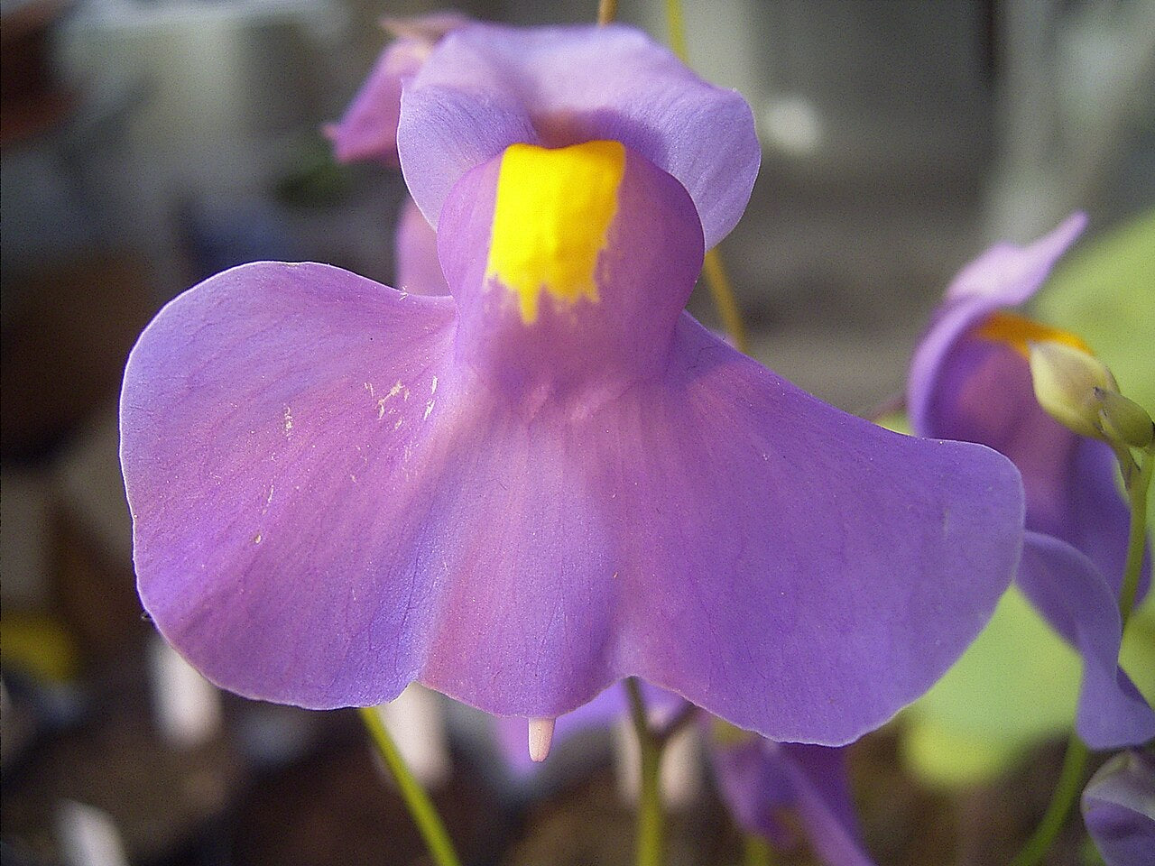 Utricularia alpina