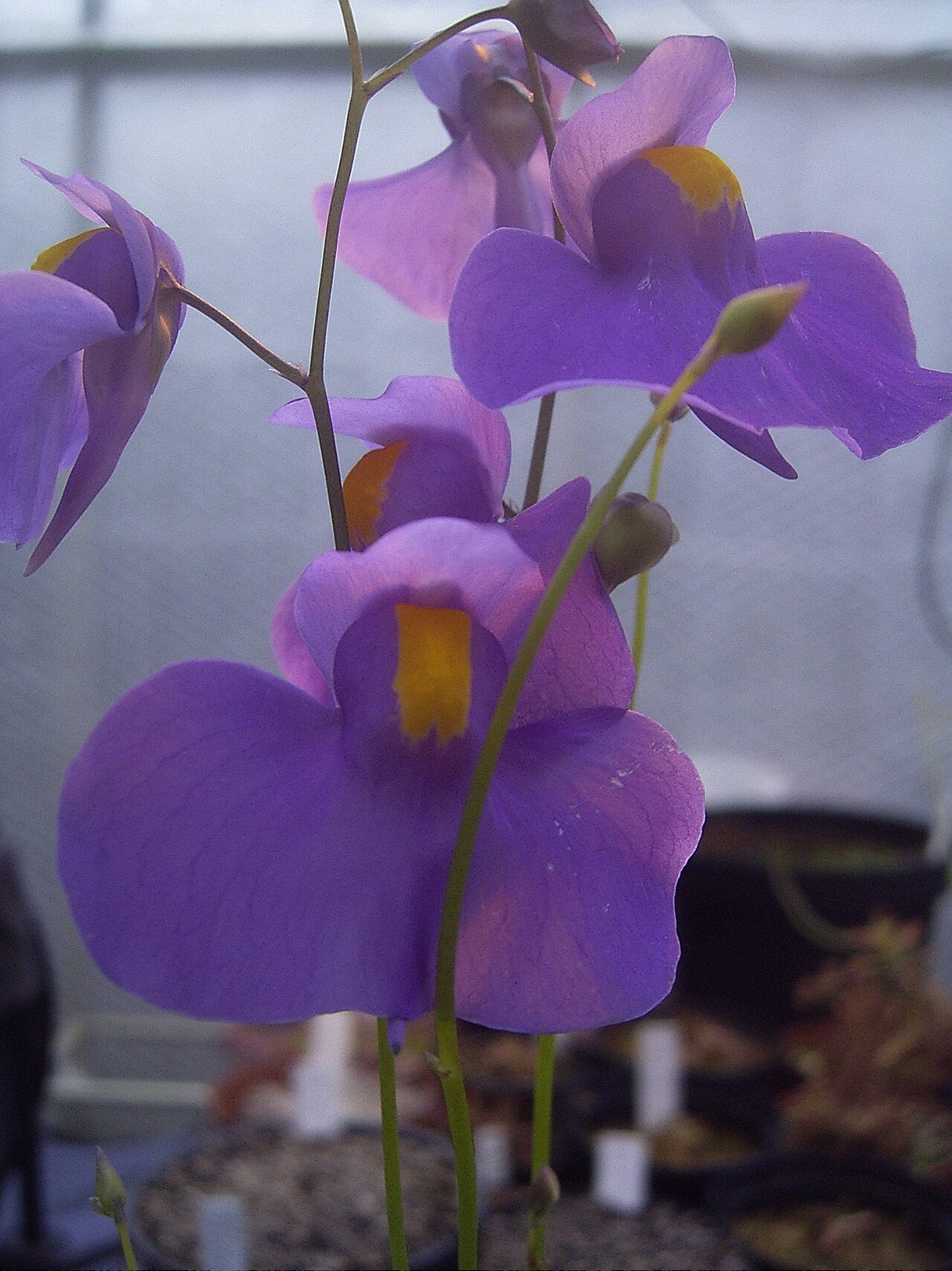 Utricularia alpina (Epiphytic Bladderwort)