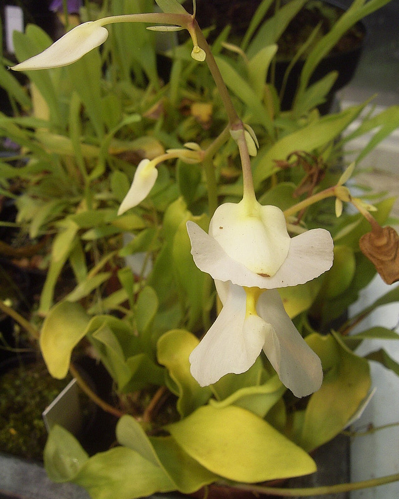Utricularia alpina (Epiphytic Bladderwort) — #BT-LOG-7065