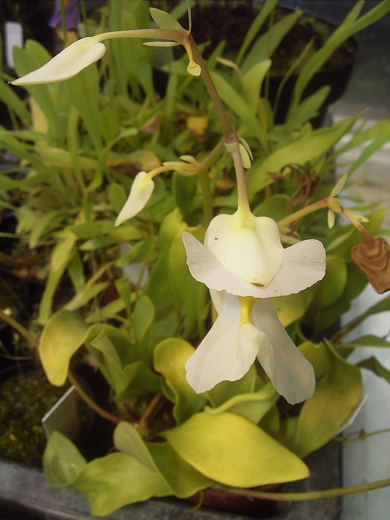 Utricularia alpina (Epiphytic Bladderwort)