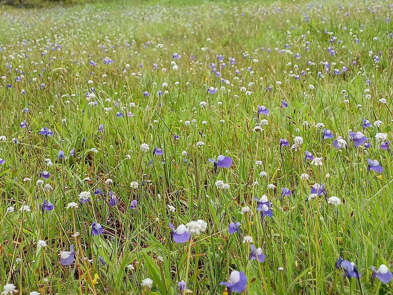 Utricularia nelumbifolia