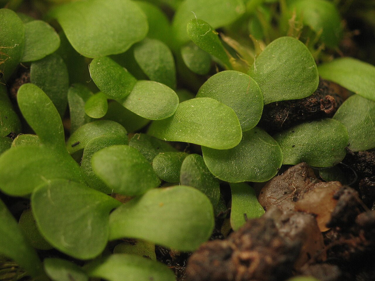 Utricularia livida