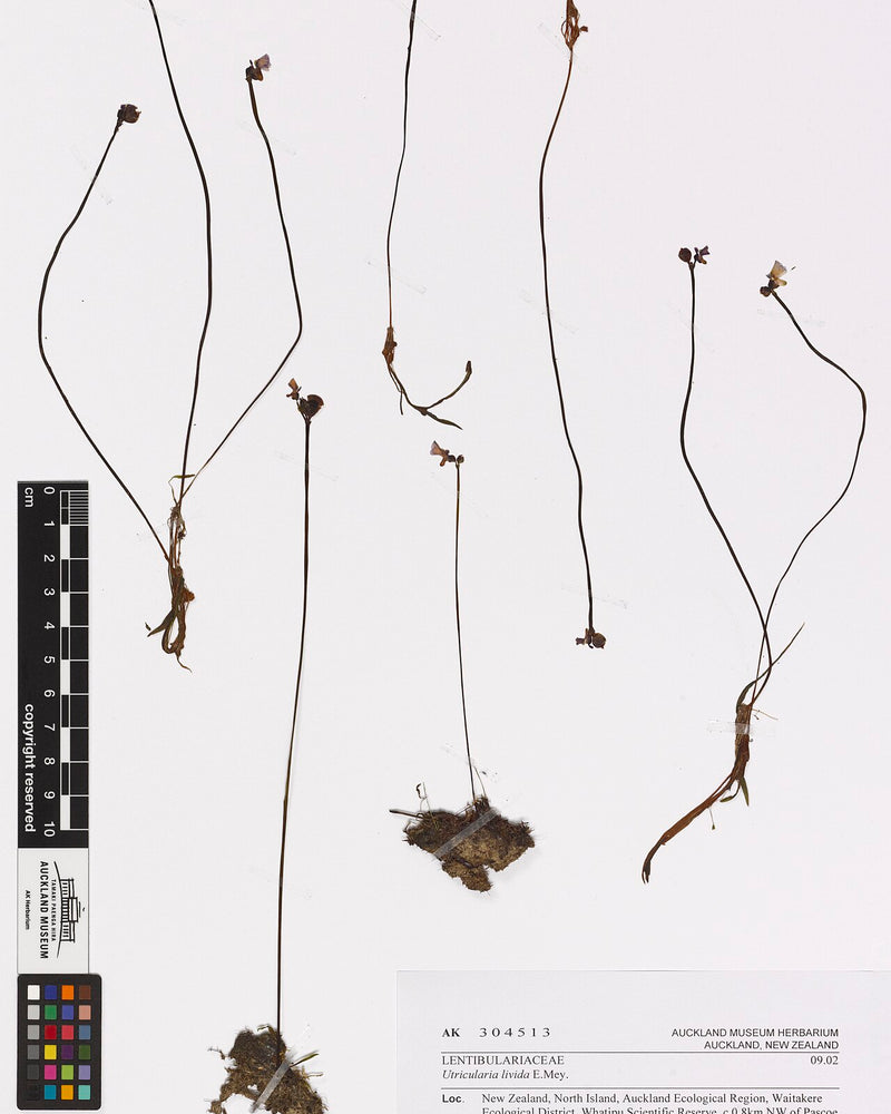 Utricularia livida — #BT-LOG-6985