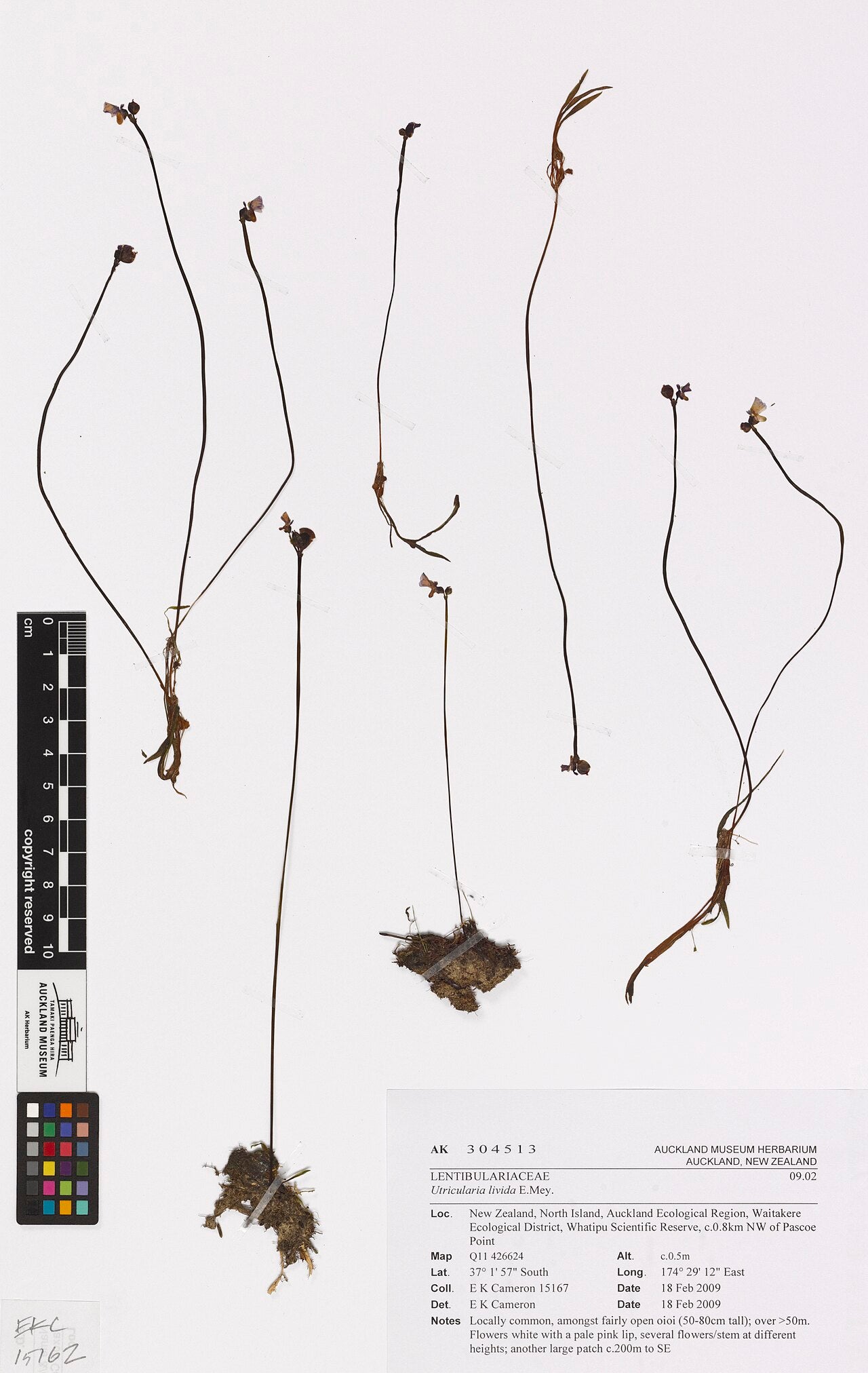Utricularia livida