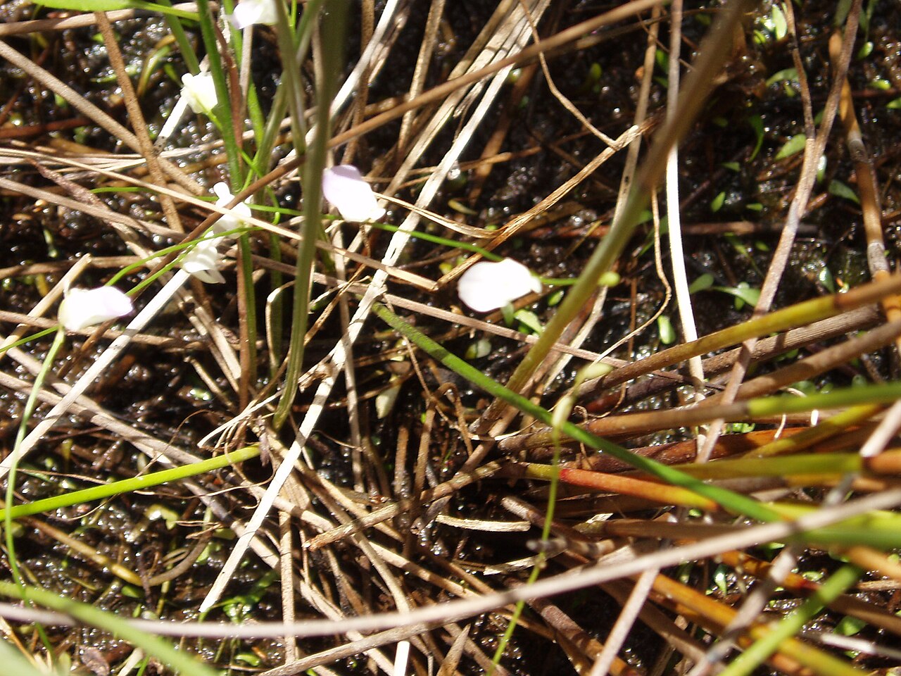 Utricularia livida