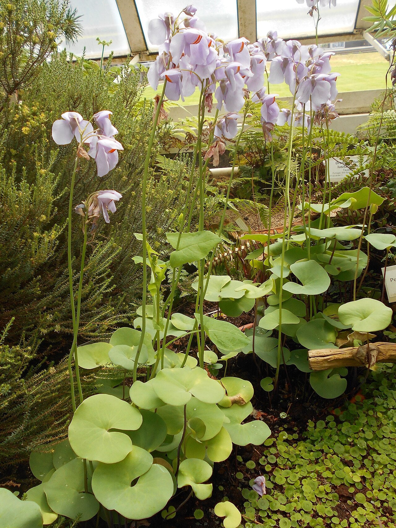 Utricularia reniformis (Giant Form)
