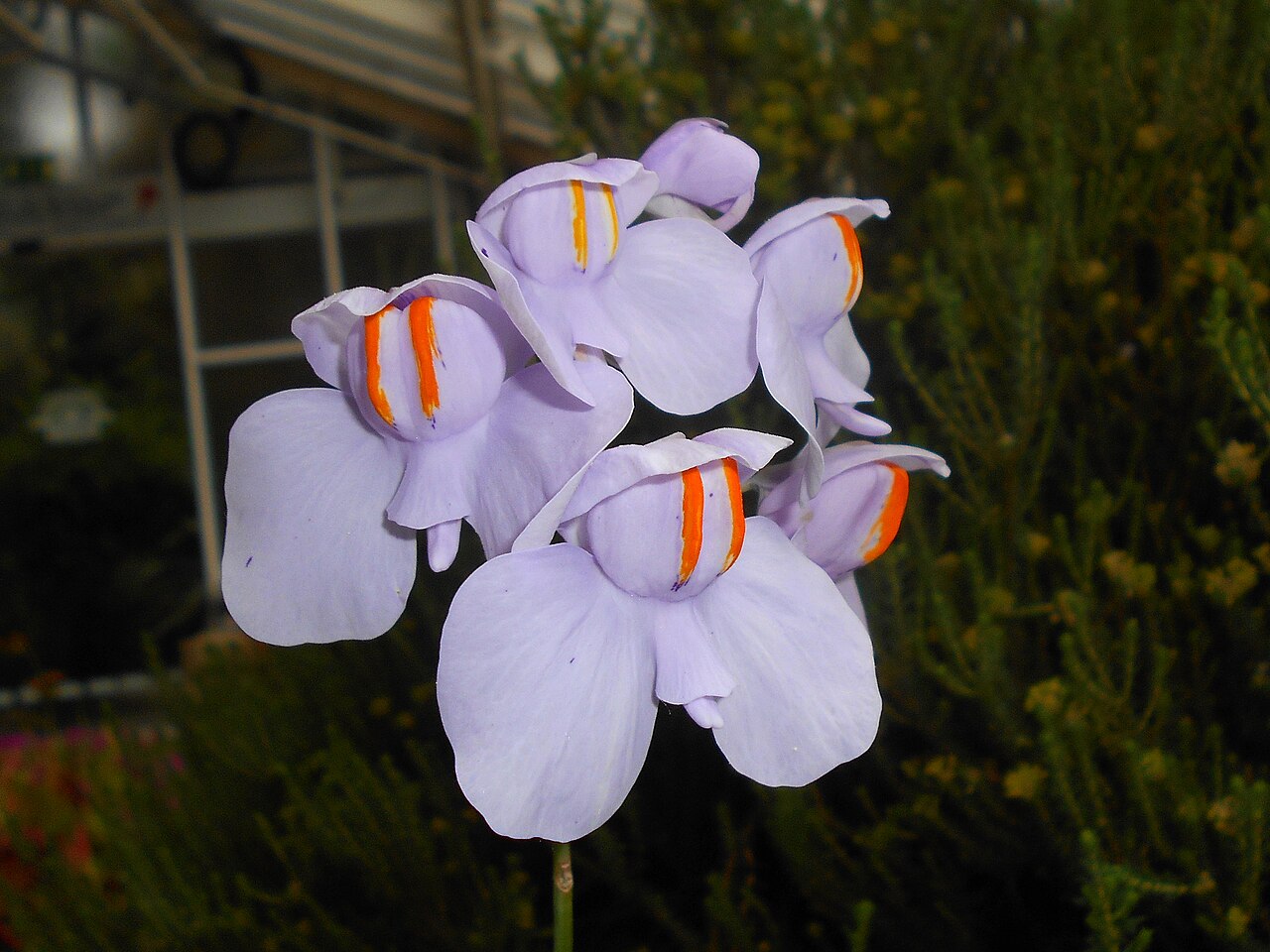 Utricularia reniformis (Giant Form)