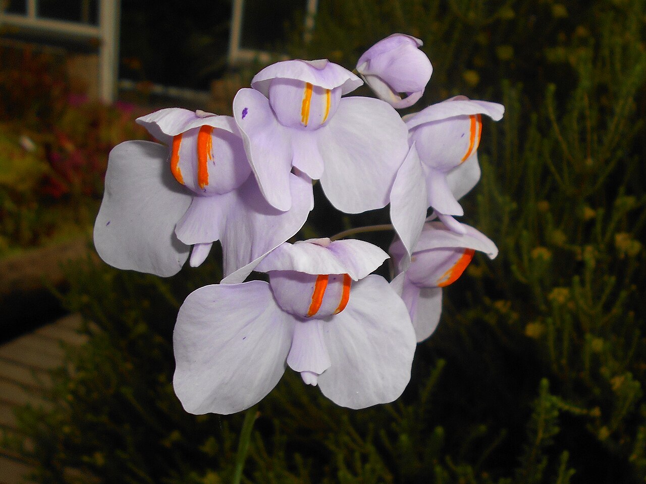 Utricularia reniformis (Giant Form)
