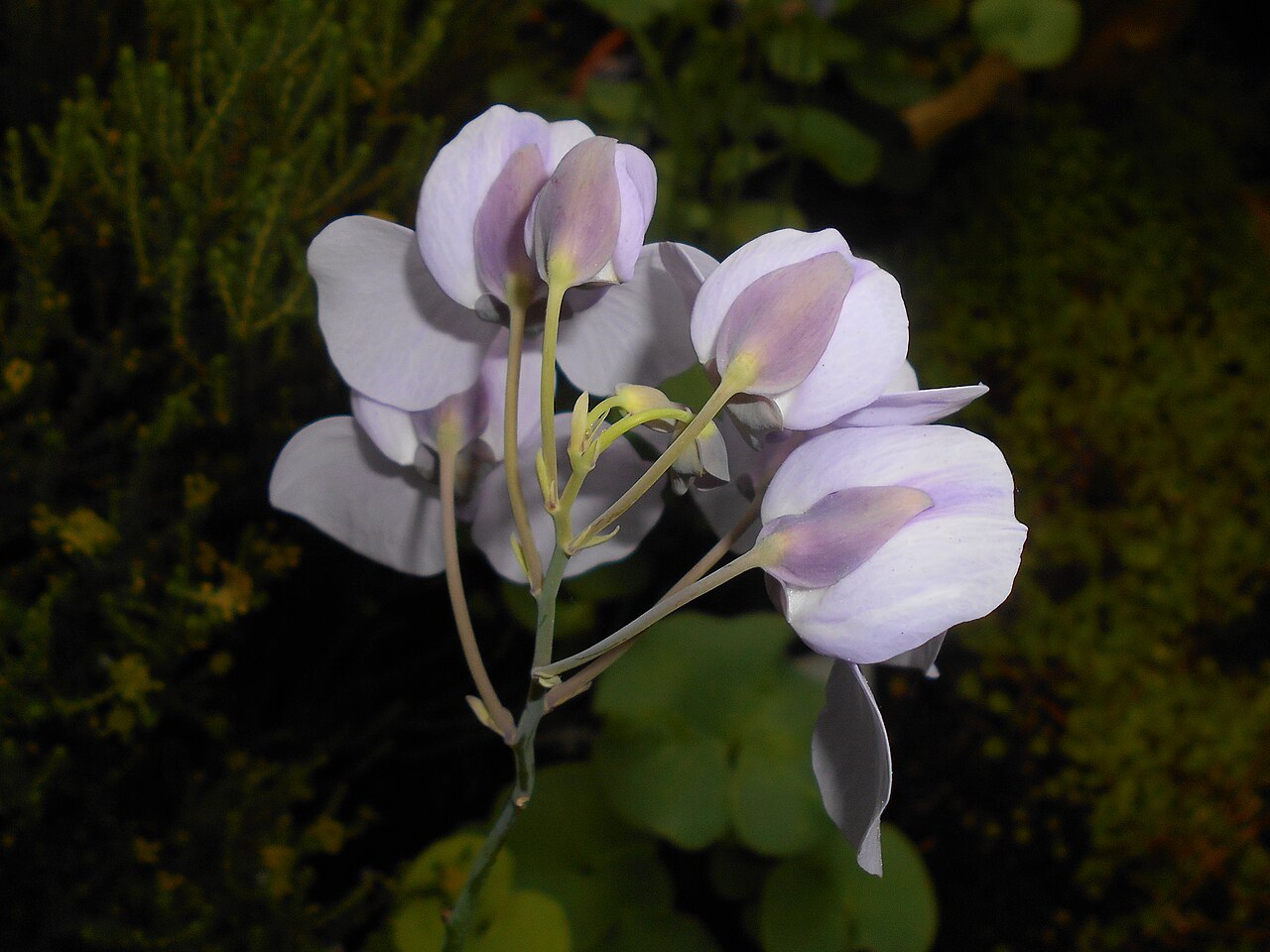 Utricularia reniformis (Giant Form)