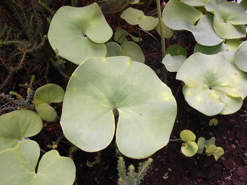 Utricularia