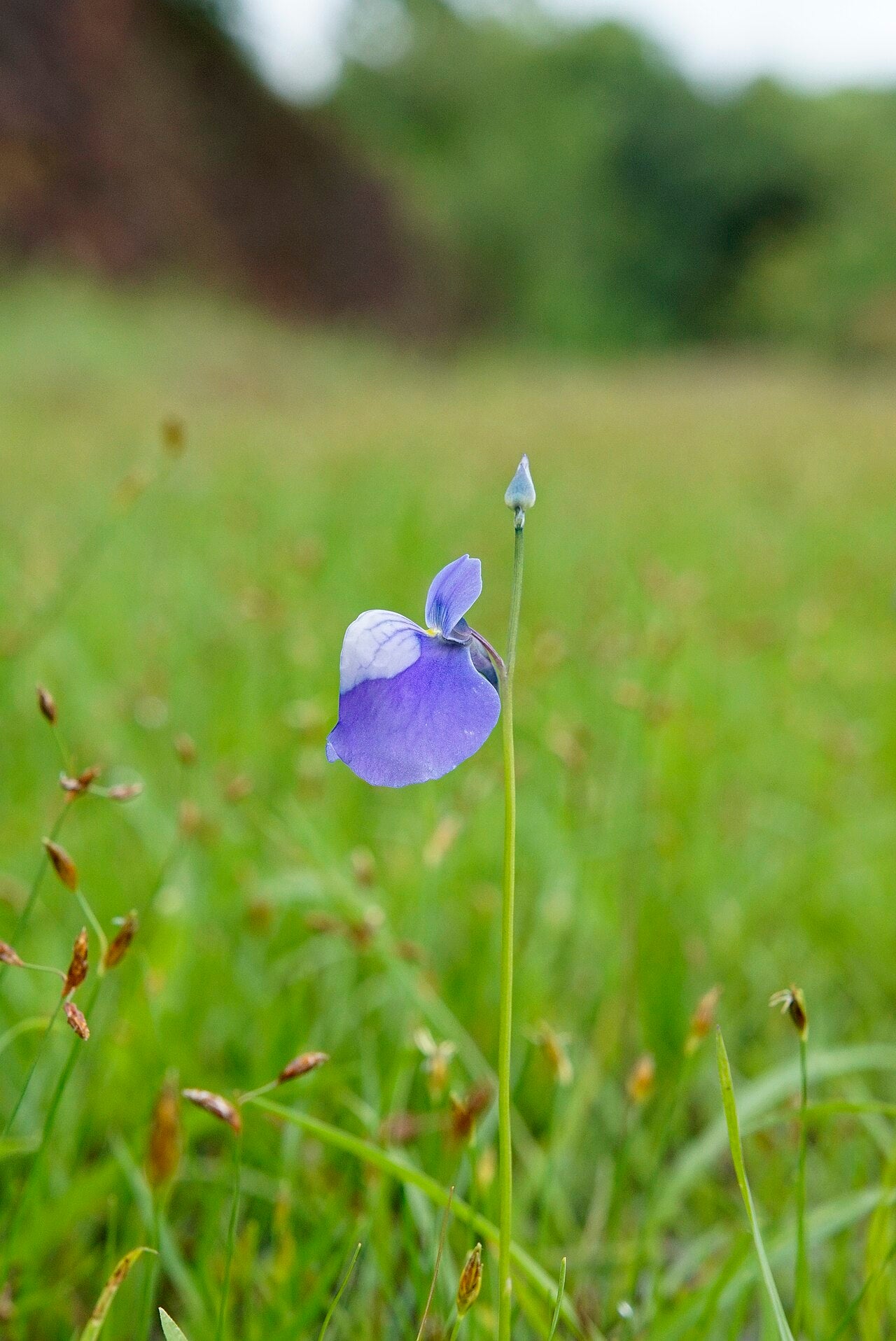 Utricularia nelumbifolia