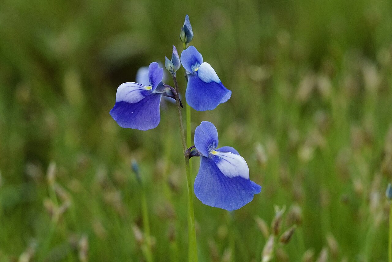 Utricularia nelumbifolia
