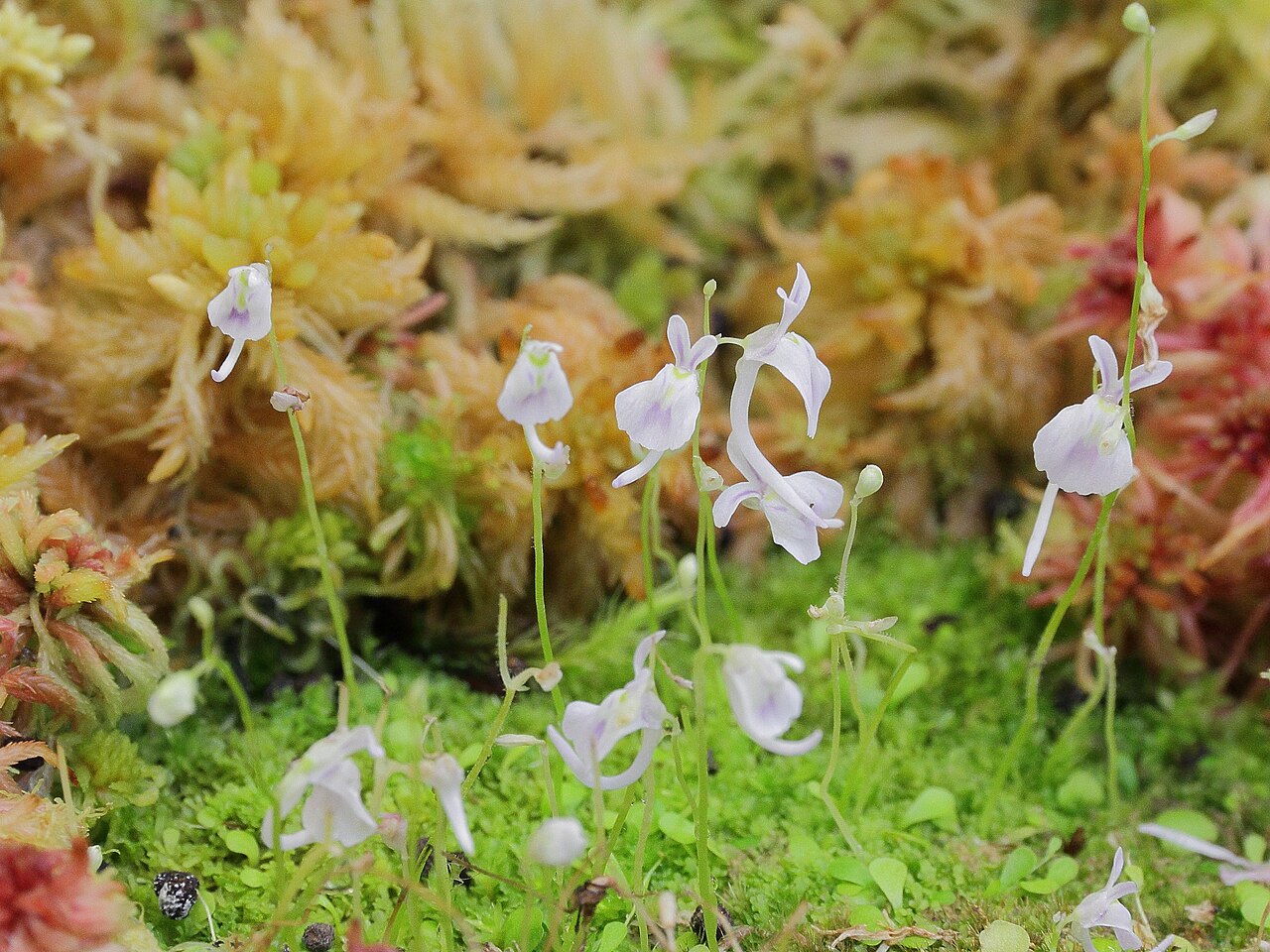 Utricularia sandersonii (Rabbit Ears)