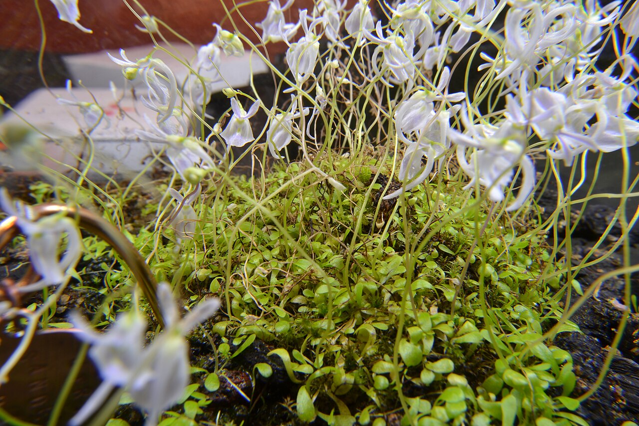 Utricularia sandersonii (Rabbit Ears)