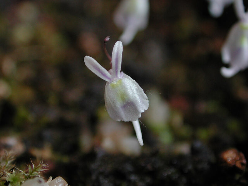 Utricularia sandersonii (Rabbit Ears) — #BT-LOG-8857