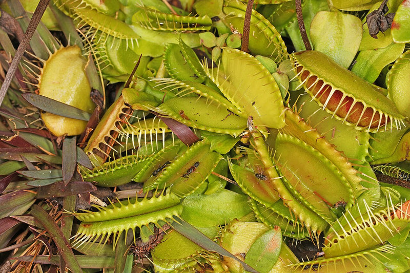 Dionaea muscipula 'Alien' — #BT-LOG-1545