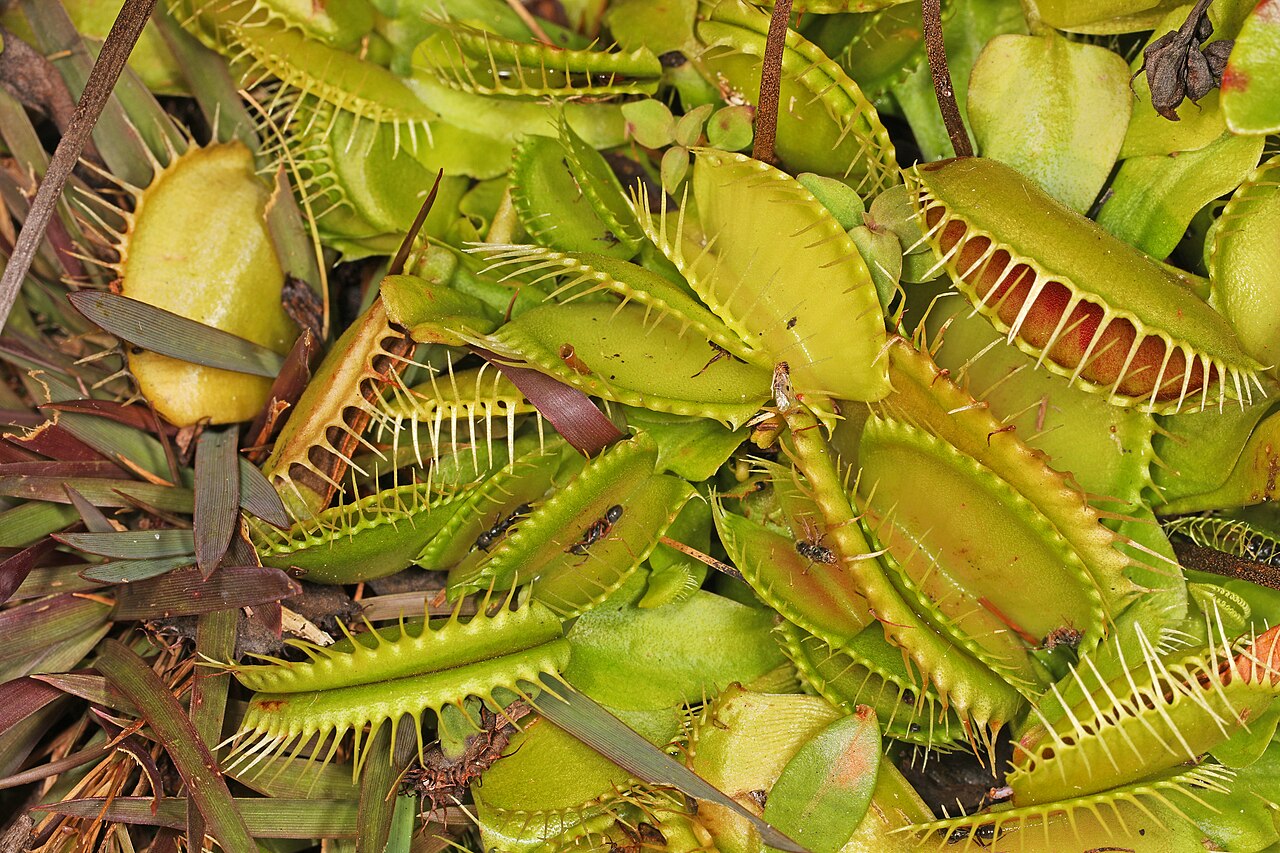 Dionaea muscipula 'Alien'