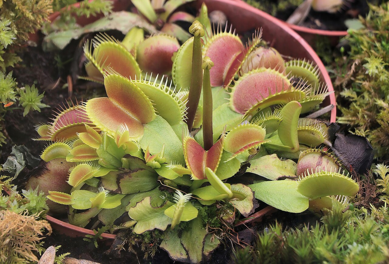 Dionaea muscipula 'B52'