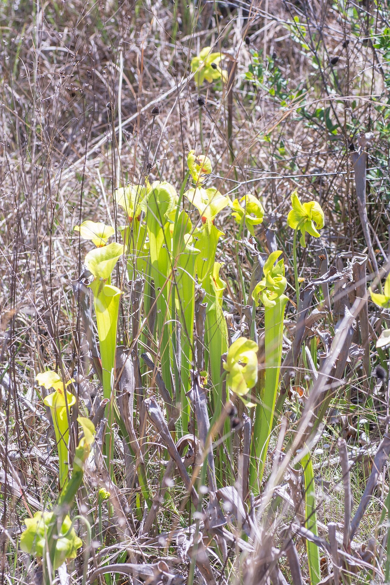 Sarracenia flava var. maxima
