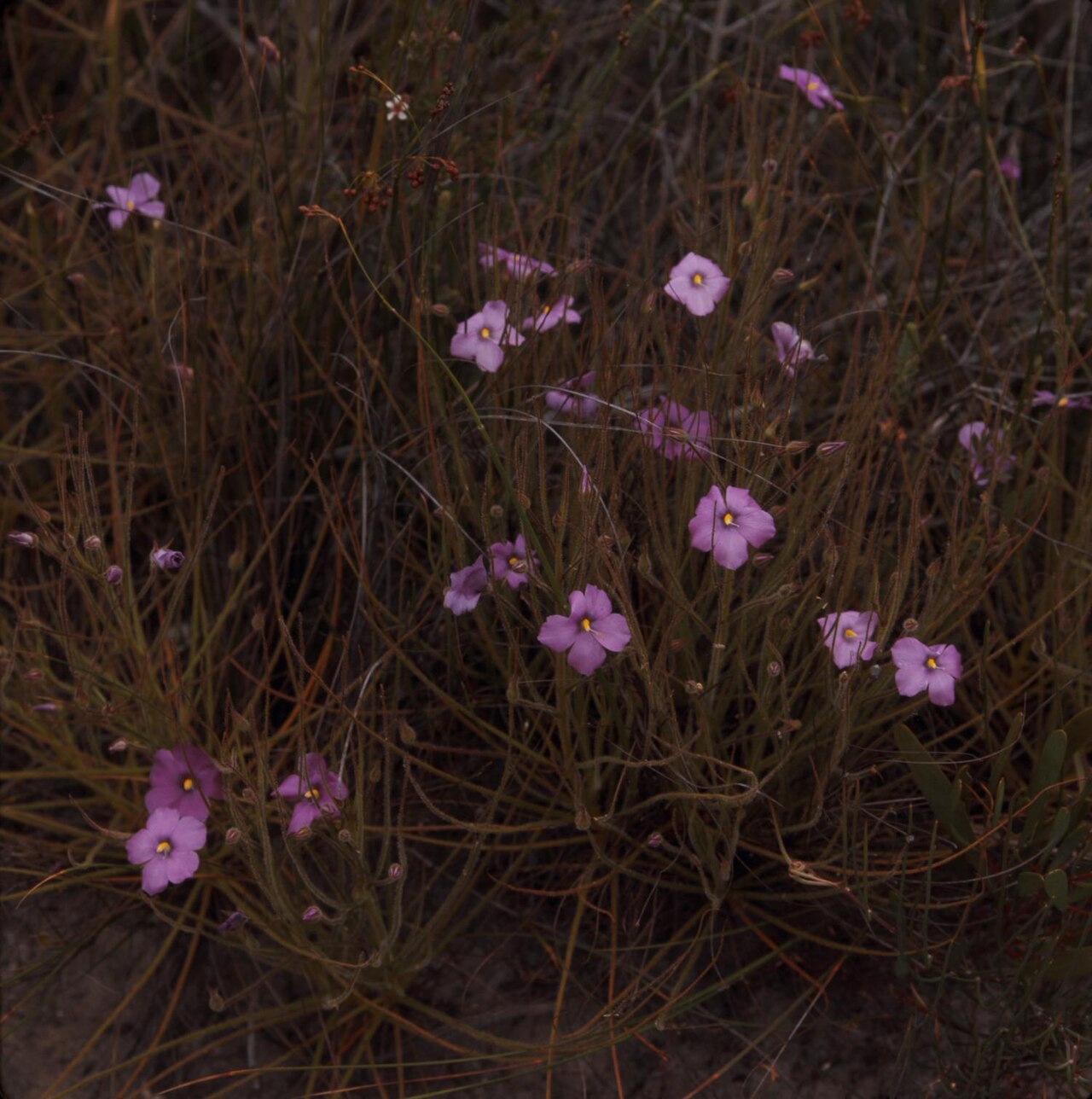 Byblis gigantea