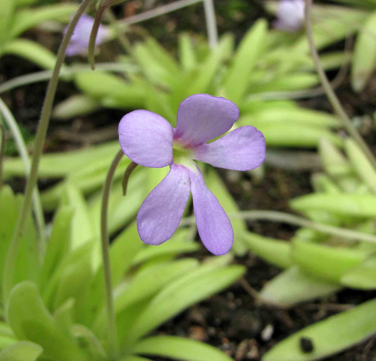 Pinguicula 'Aphrodite'