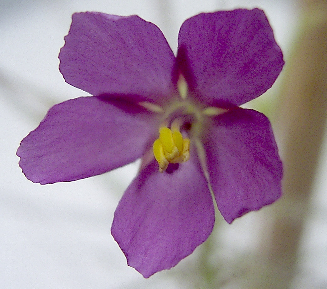 Byblis aquatica