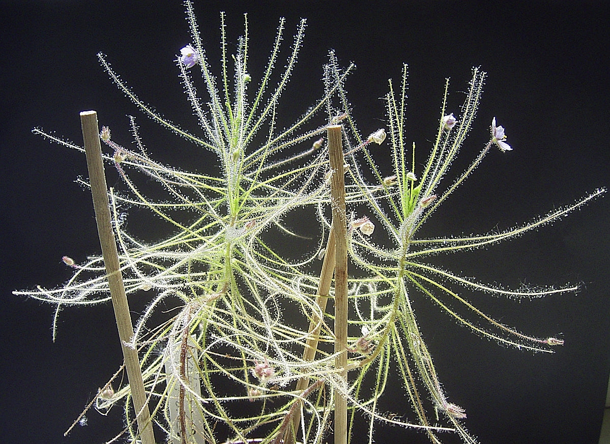 Byblis liniflora (Rainbow Plant)