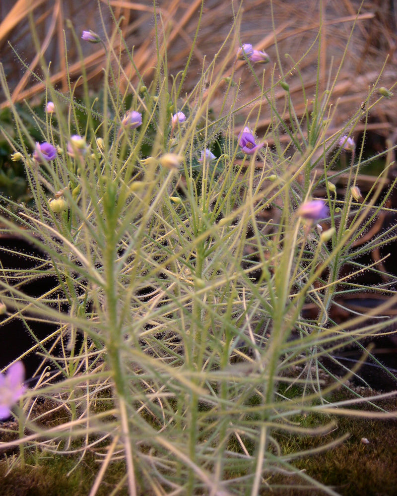 Byblis liniflora (Rainbow Plant) — #BT-LOG-0729