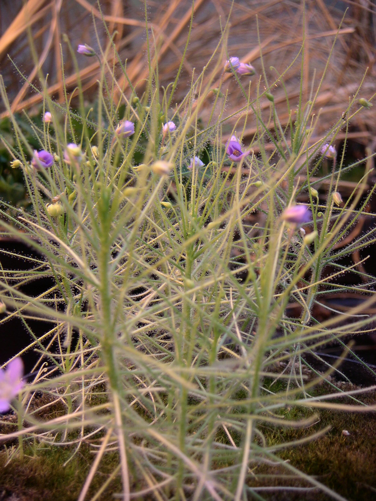 Byblis liniflora (Rainbow Plant)