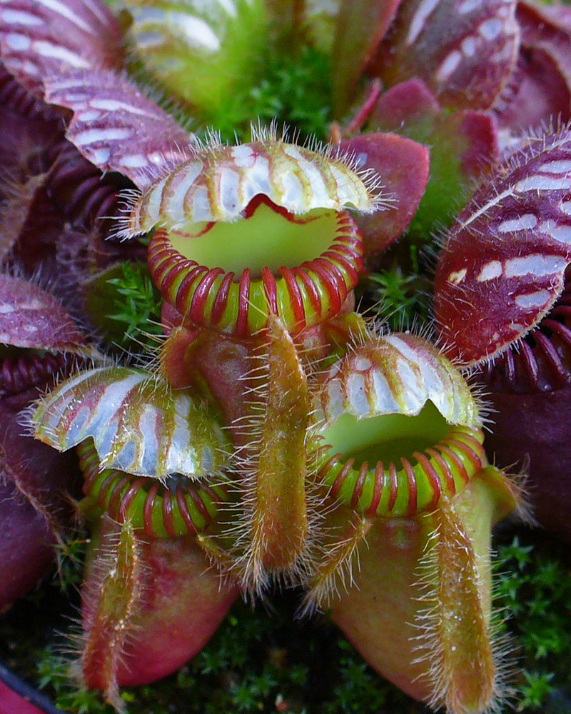 Cephalotus follicularis (Albany Pitcher) — #BT-LOG-4121