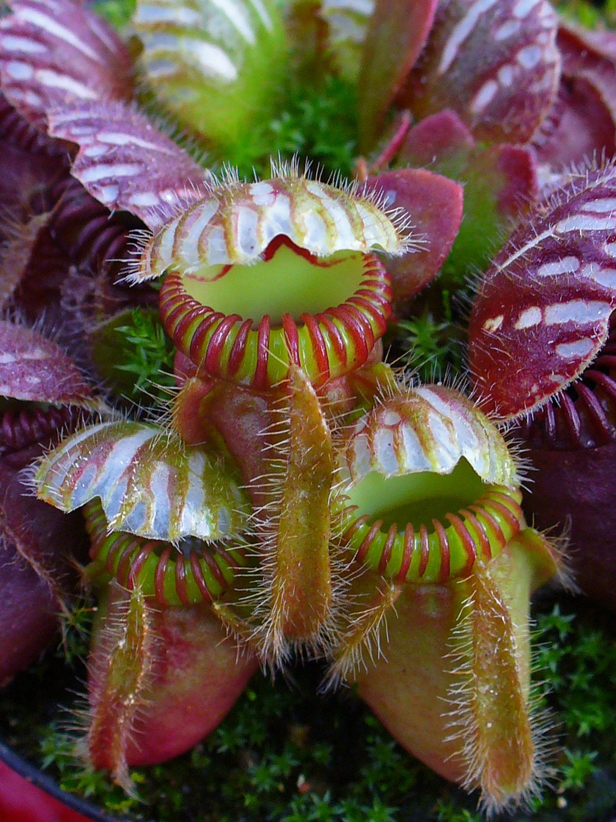 Cephalotus follicularis (Albany Pitcher)