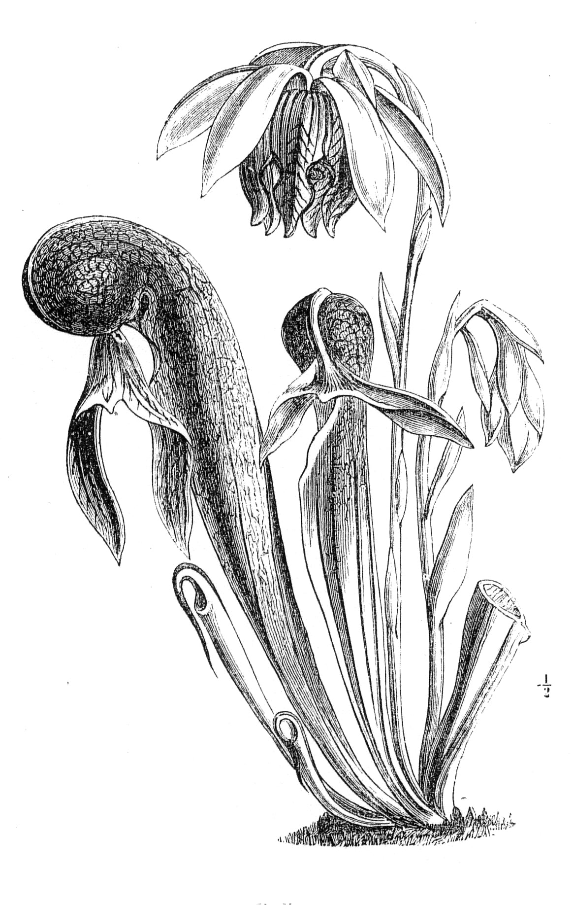 Darlingtonia californica (Cobra Lily)