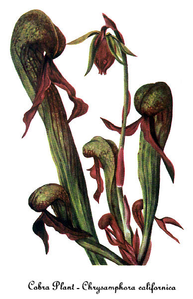 Darlingtonia californica (Cobra Lily) — #BT-LOG-5193