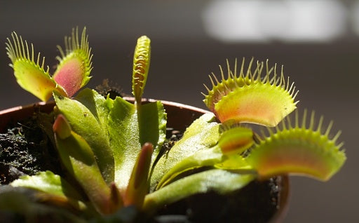 Dionaea muscipula 'Sawtooth' — #BT-LOG-1721