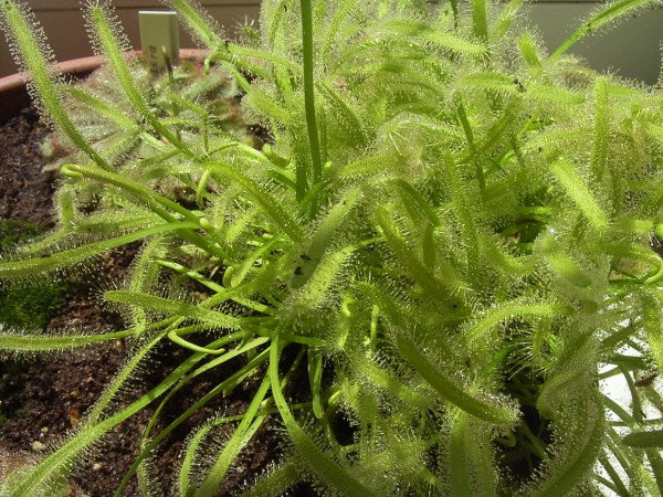 Drosera capensis 'Typical'