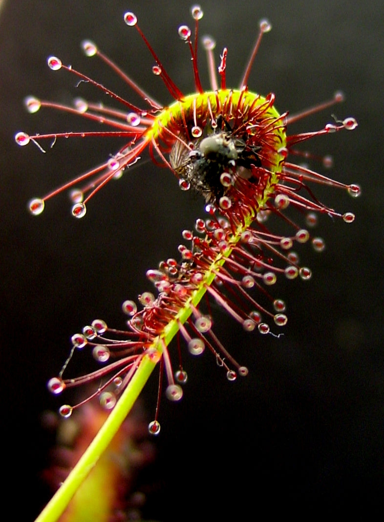 Drosera capensis 'Typical'