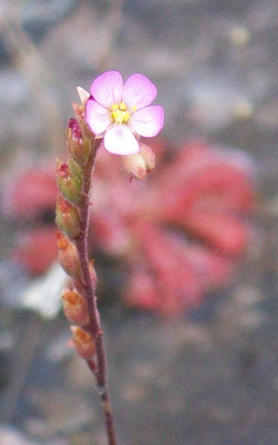 Drosera spatulata (Spoon-leaved Sundew)