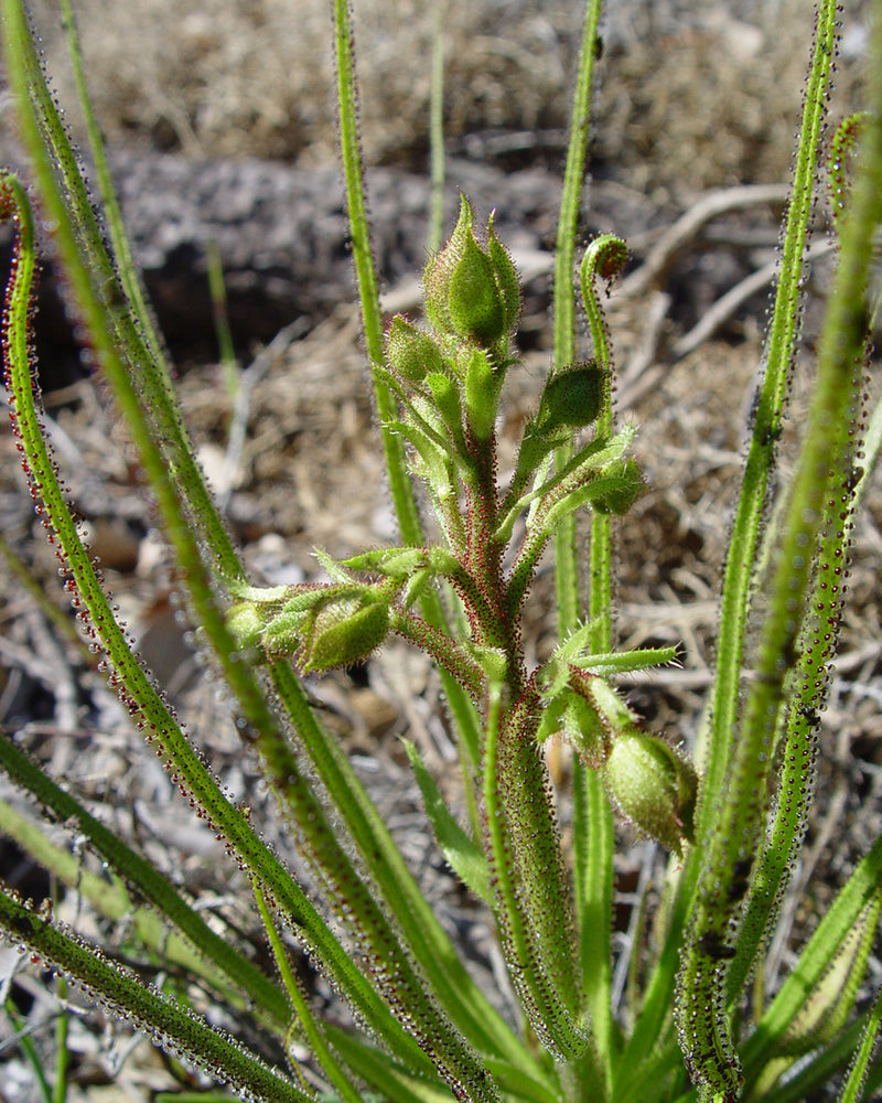 Drosophyllum lusitanicum (Dewy Pine) — #BT-LOG-6265