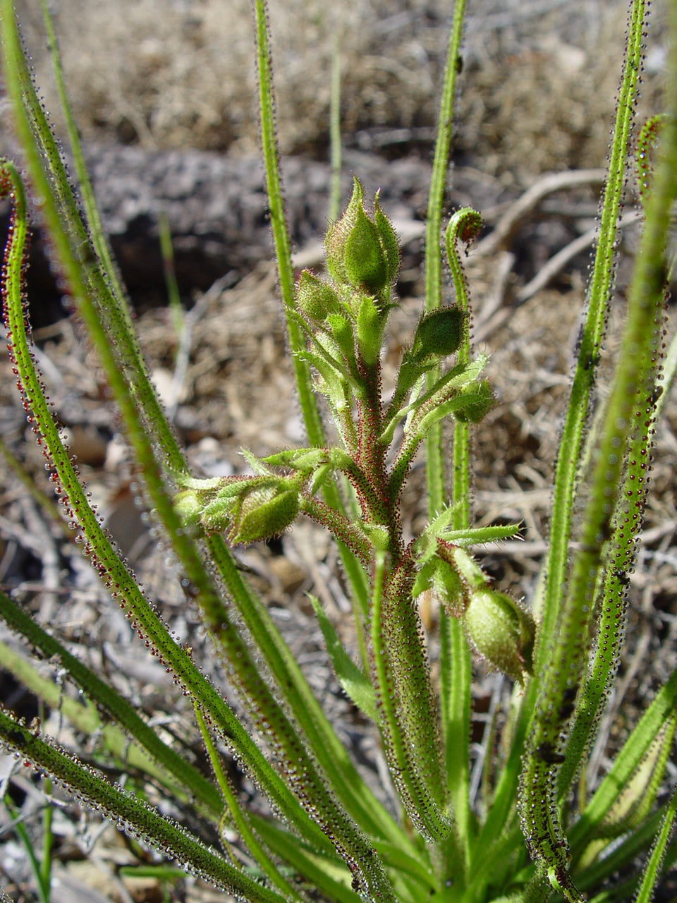 Drosophyllum lusitanicum (Dewy Pine)