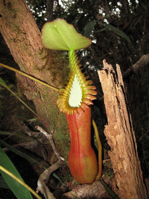 Nepenthes edwardsiana (Mount Kinabalu)