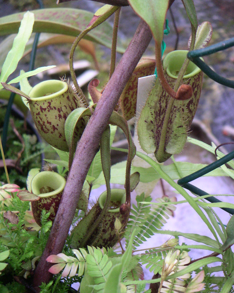 Nepenthes ampullaria 'Harlequin' — #BT-LOG-9481