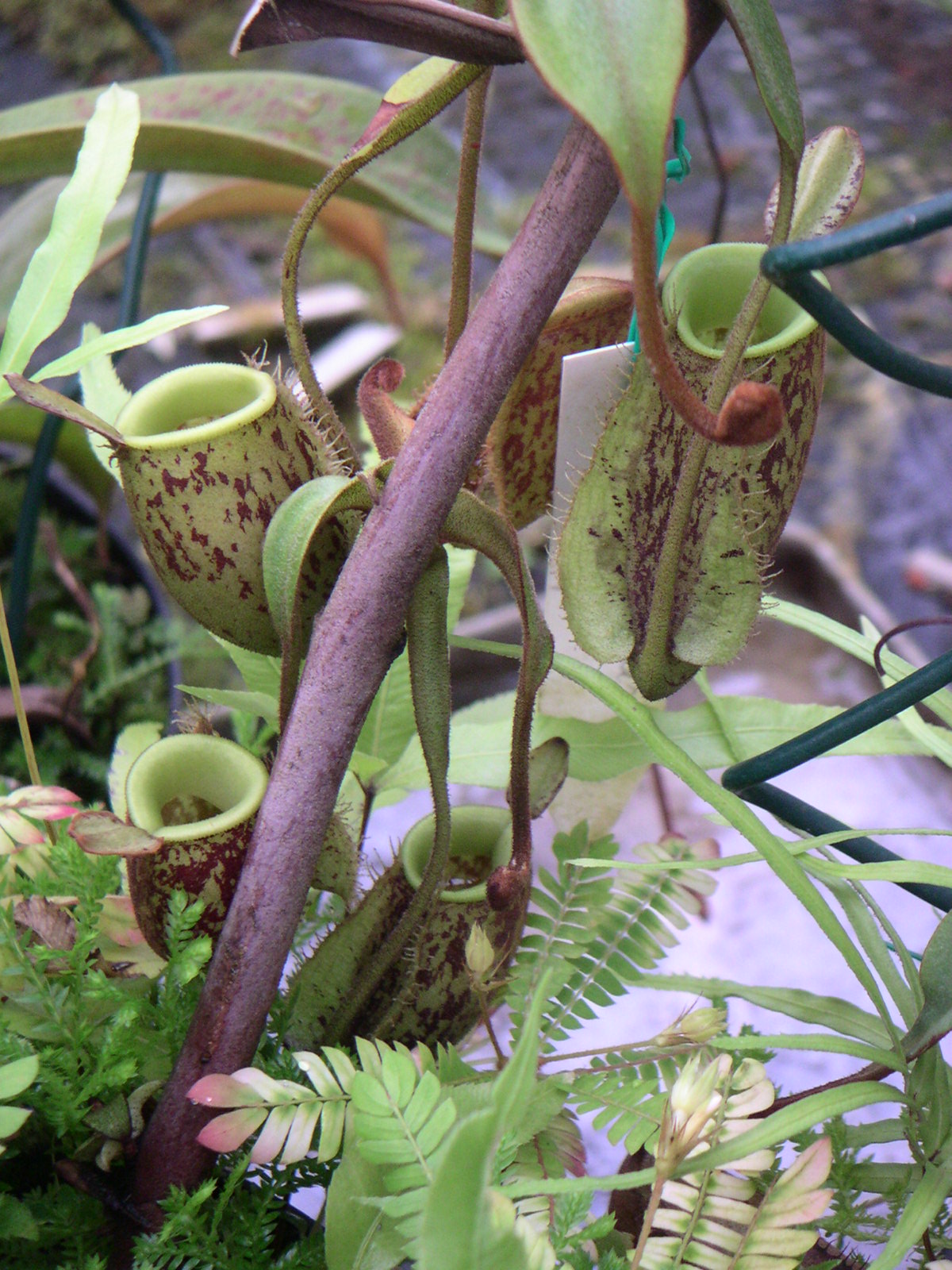 Nepenthes ampullaria 'Harlequin'