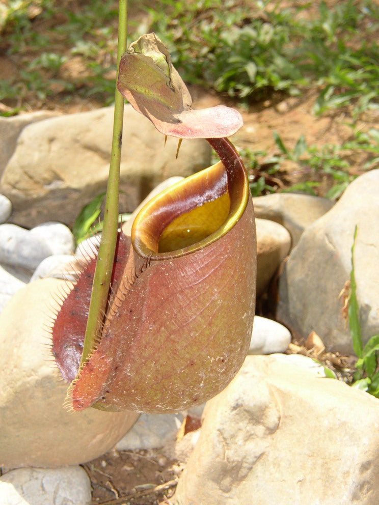 Nepenthes bicalcarata 'Fanged' — #BT-LOG-5817