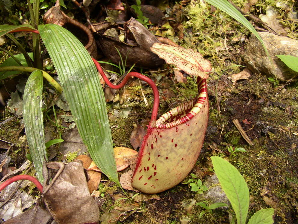 Nepenthes burbidgeae