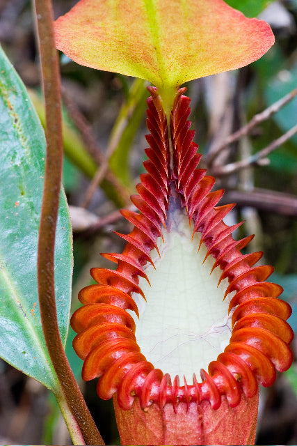 Nepenthes edwardsiana (Kinabalu Form)