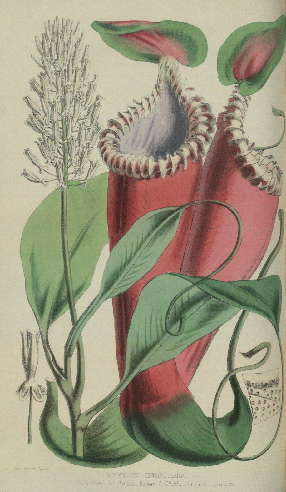 Nepenthes edwardsiana (Kinabalu Form)